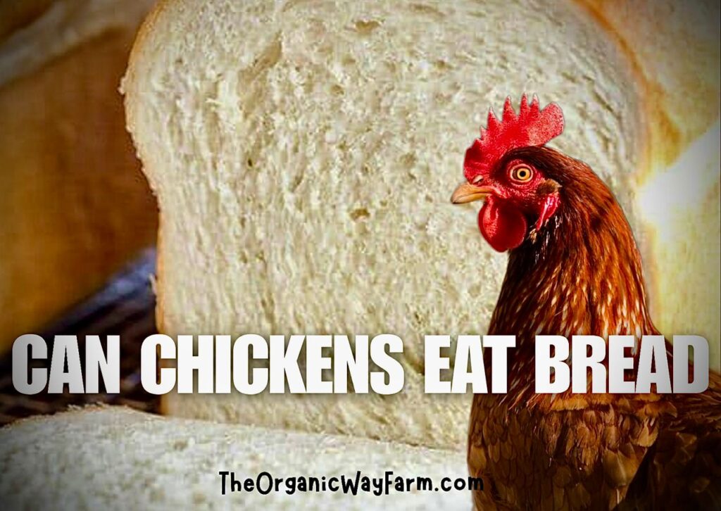 Can Chickens Eat Bread? (Everything To Know)