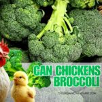 Can Chickens Eat Broccoli? (Everything To Know)
