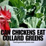 Can Chickens Eat Collard Greens? (Everything To Know)