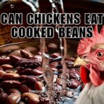 Can Chickens Eat Cooked Beans? (Everything To Know)