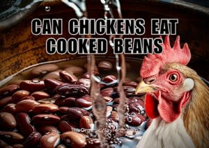 Can Chickens Eat Cooked Beans? (Everything To Know)