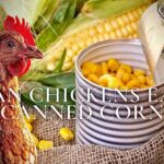 Can Chickens Eat Canned Corn? (Everything To Know)