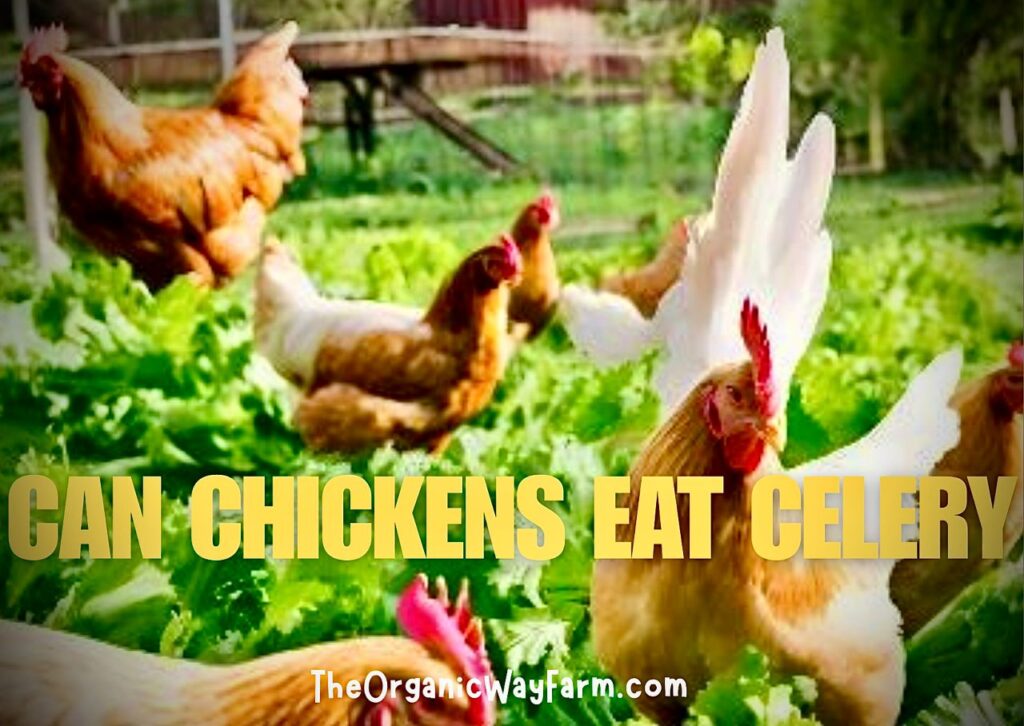 Can Chickens Eat Celery? (Everything To Know)