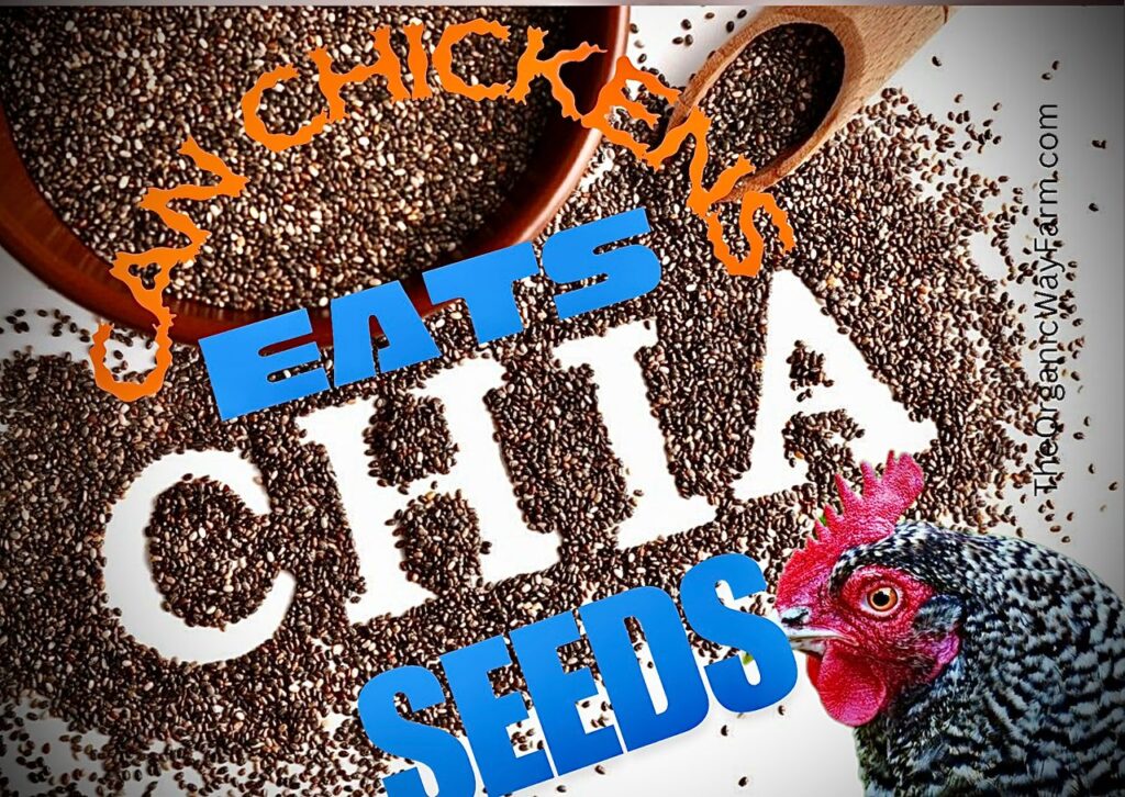 Can Chickens Eat Chia Seeds? (Everything To Know)