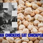 Can Chickens Eat Chickpeas? (Everything To Know)