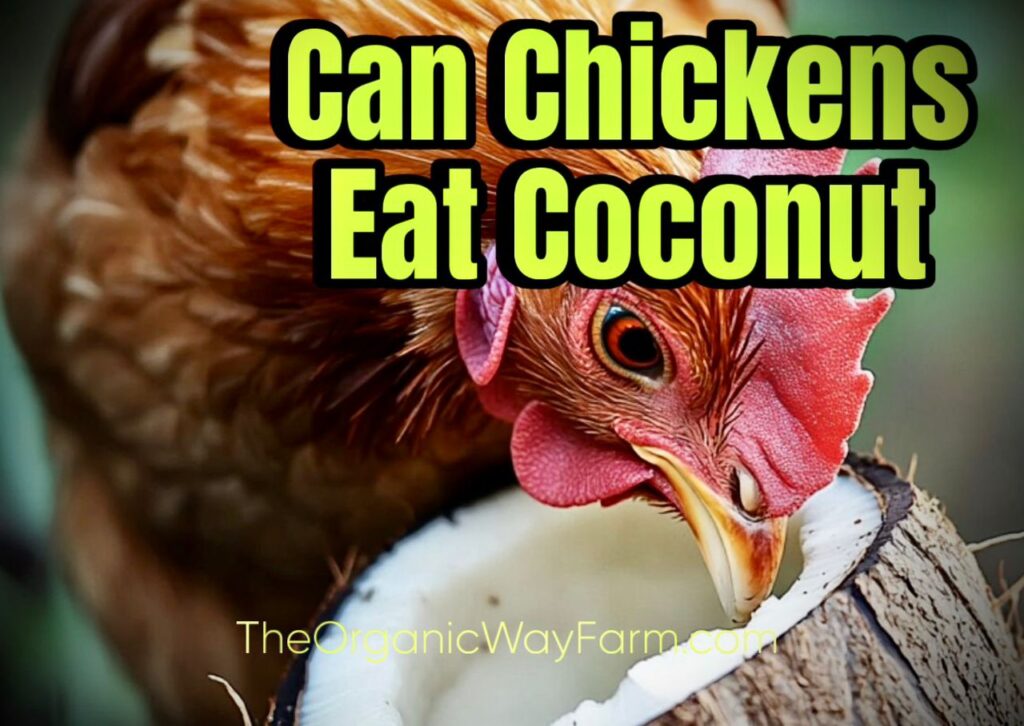 Can Chickens Eat Coconut? (Everything To Know)