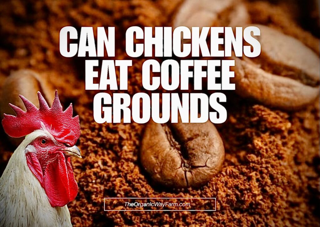 Can Chickens Eat Coffee Grounds? (Everything To Know)