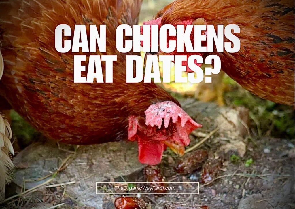 Can Chickens Eat Dates? (Everything To Know)