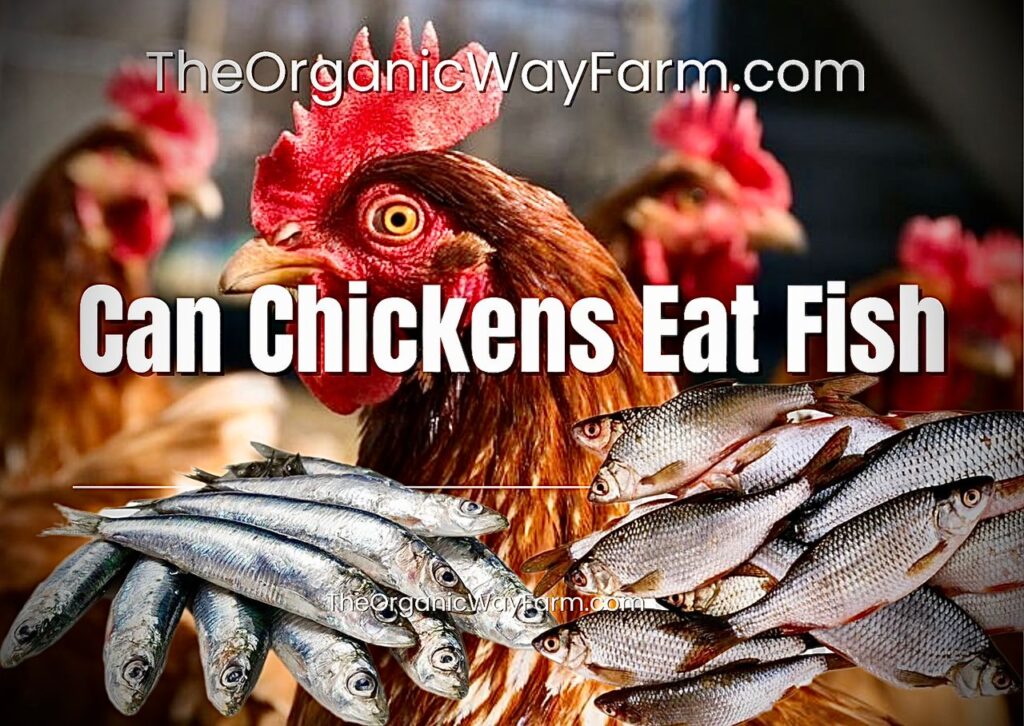Can Chickens Eat Fish? (Everything To Know)