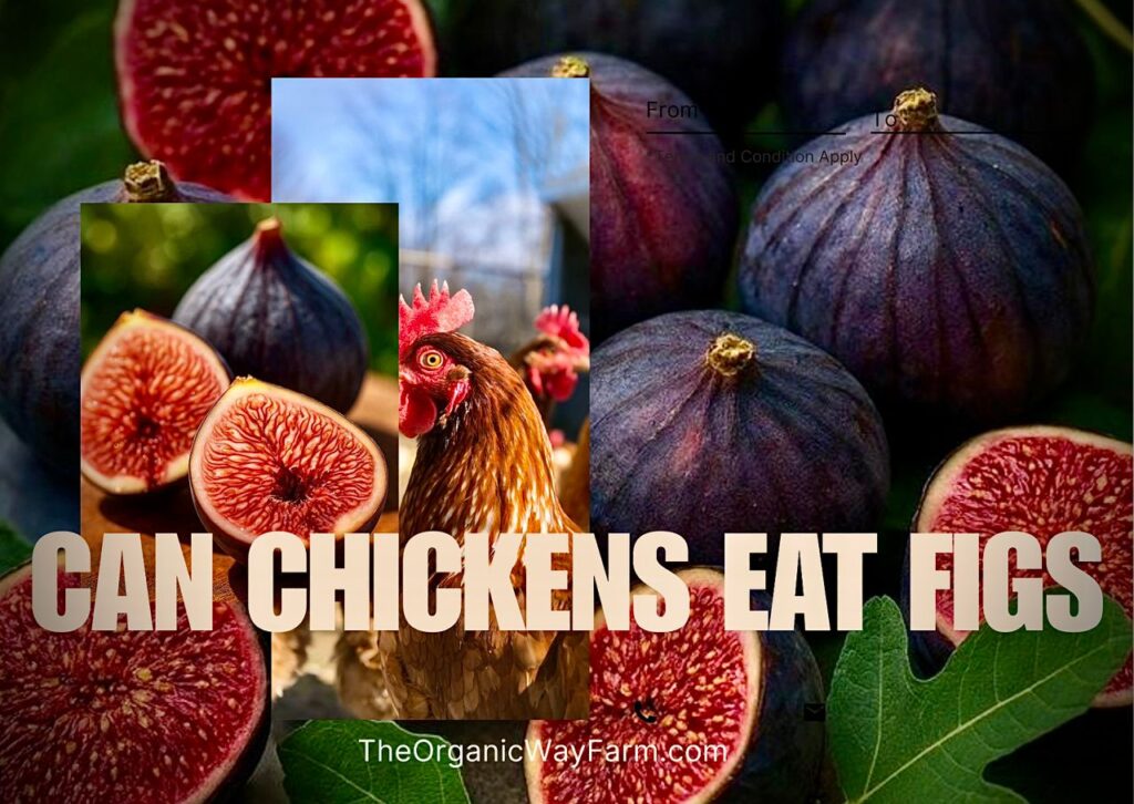 Can Chickens Eat Figs? (Everything To Know)
