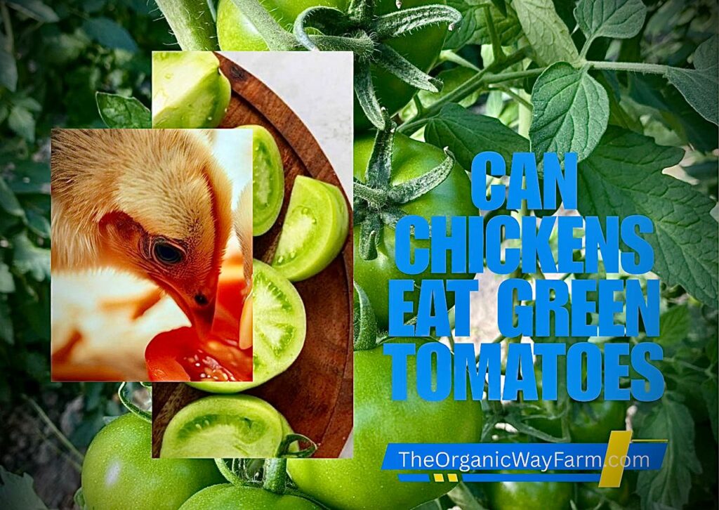 Can Chickens Eat Green Tomatoes? (Everything To Know)