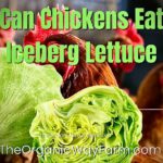 Can Chickens Eat Iceberg Lettuce? (Everything To Know)
