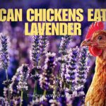 Can Chickens Eat Lavender? (Everything To Know)