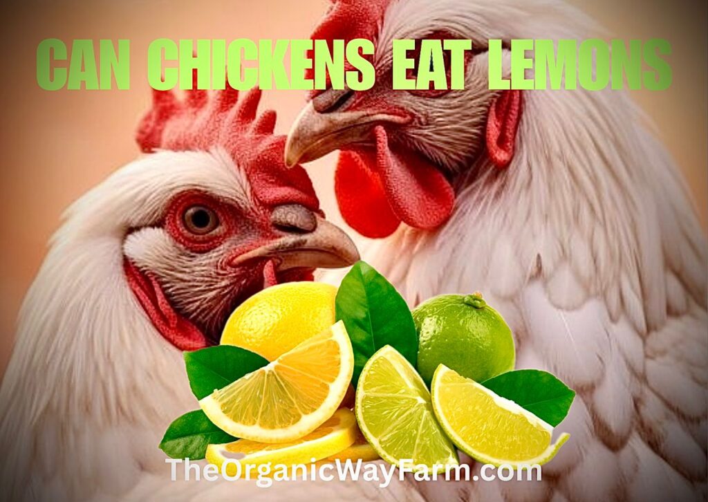Can Chickens Eat Lemons? (Everything To Know)