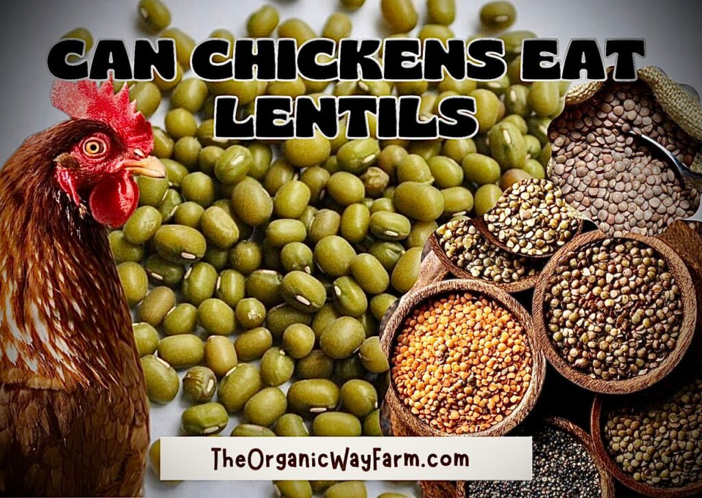 Can Chickens Eat Lentils? (Everything To Know)