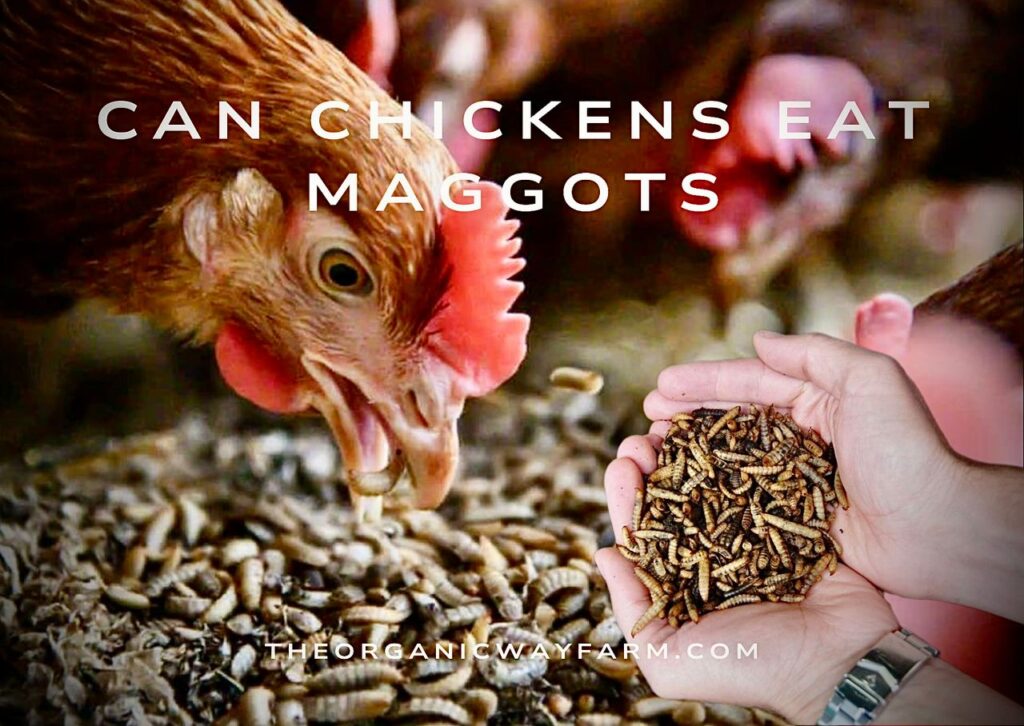 Can Chickens Eat Maggots? (Everything To Know)