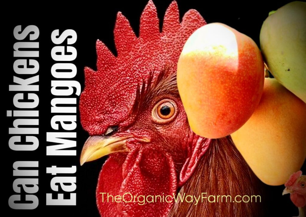Can Chickens Eat Mangoes? (Everything To Know)