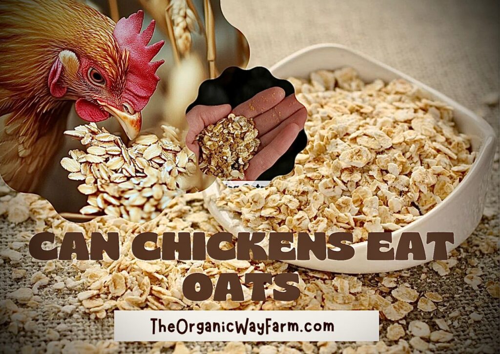 Can Chickens Eat Oats? (Everything To Know)