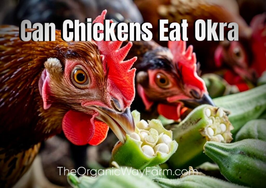 Can Chickens Eat Okra? (Everything To Know)