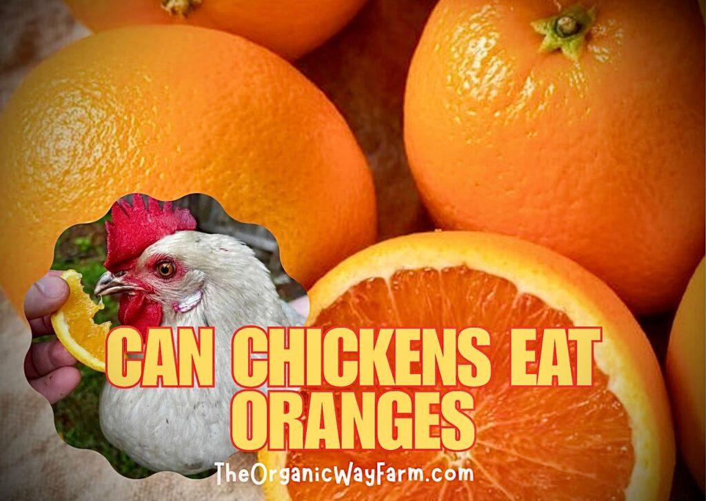 Can Chickens Eat Oranges? (Everything To Know)