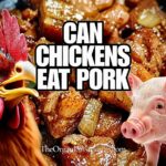 Can Chickens Eat Pork? (Everything To Know)
