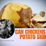 Can Chickens Eat Potato Skins? (Everything To Know)