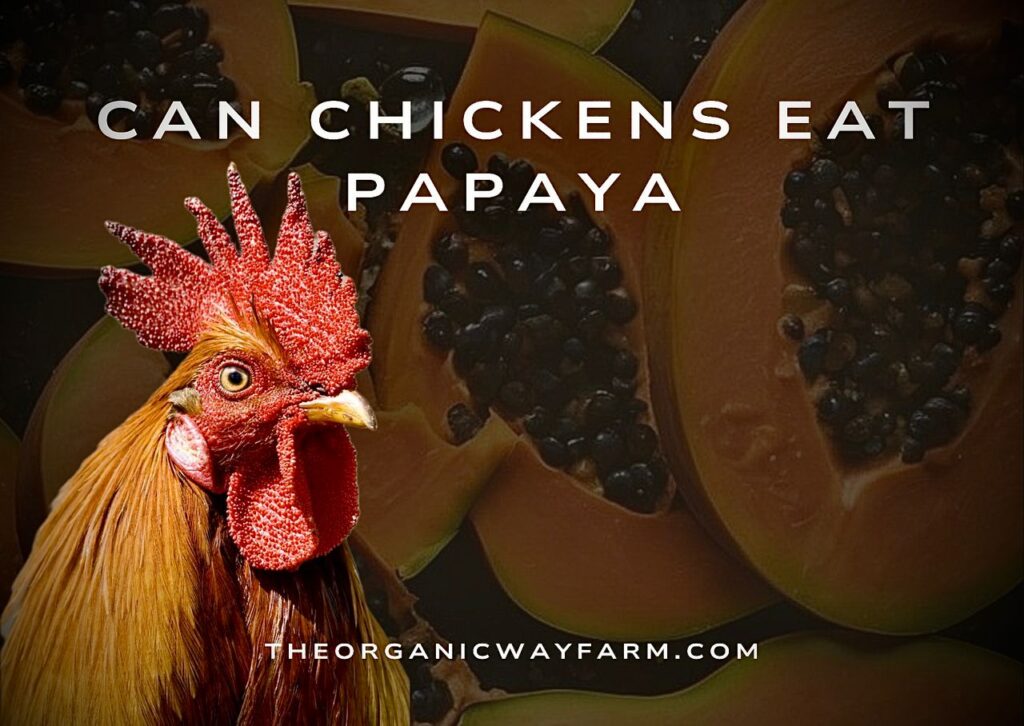 Can Chickens Eat Papaya? (Everything To Know)