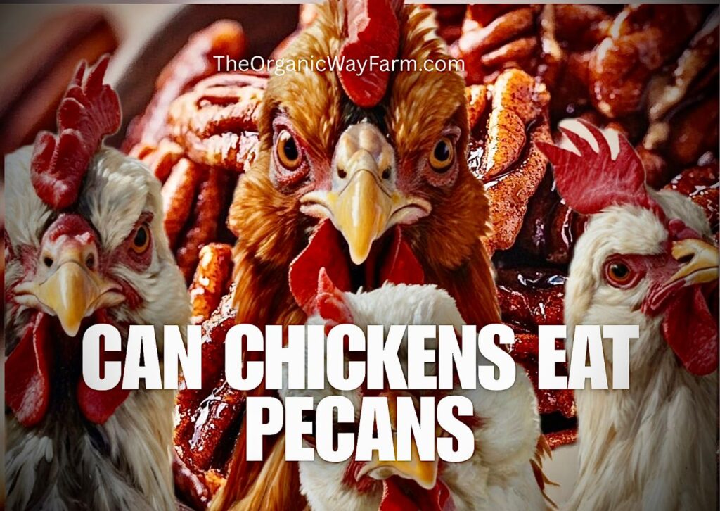 Can Chickens Eat Pecans? (Everything To Know)
