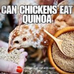 Can Chickens Eat Quinoa? (Everything To Know)
