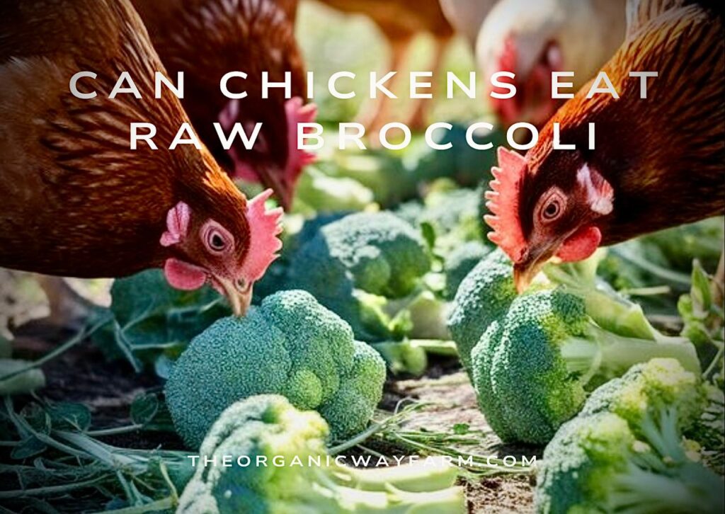 Can Chickens Eat Raw Broccoli? (Everything To Know)
