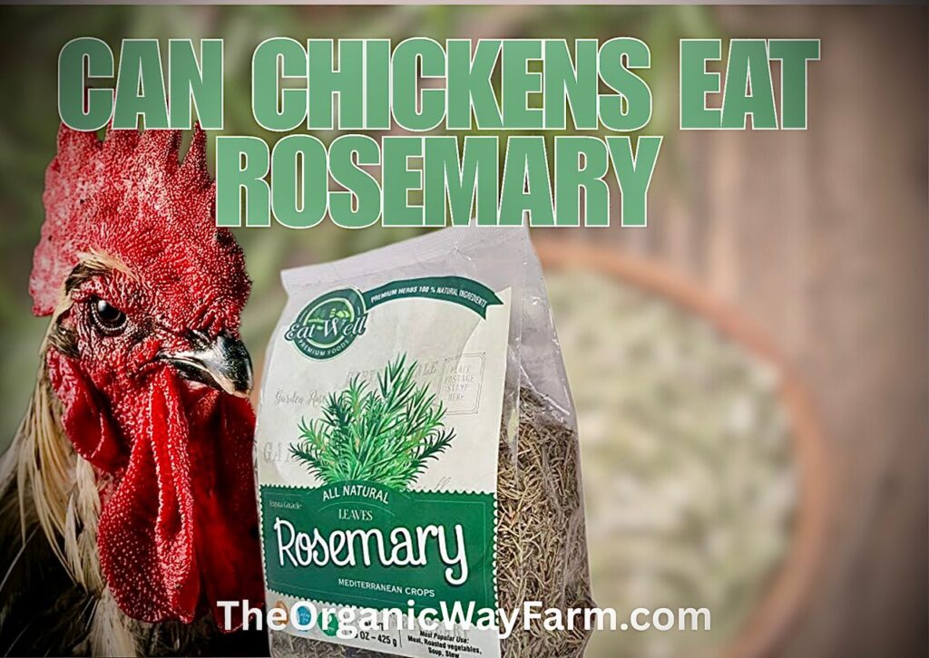 Can Chickens Eat Rosemary? (Everything To Know)