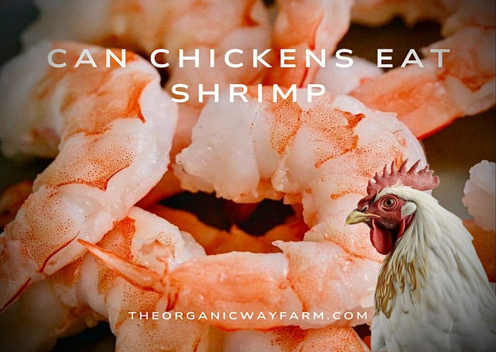 Can Chickens Eat Shrimp? (Everything To Know)
