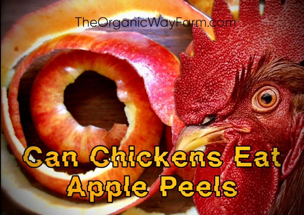 Can Chickens Eat Apple Peels? (Everything To Know)