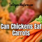 Can Chickens Eat Carrots? (Everything To Know)