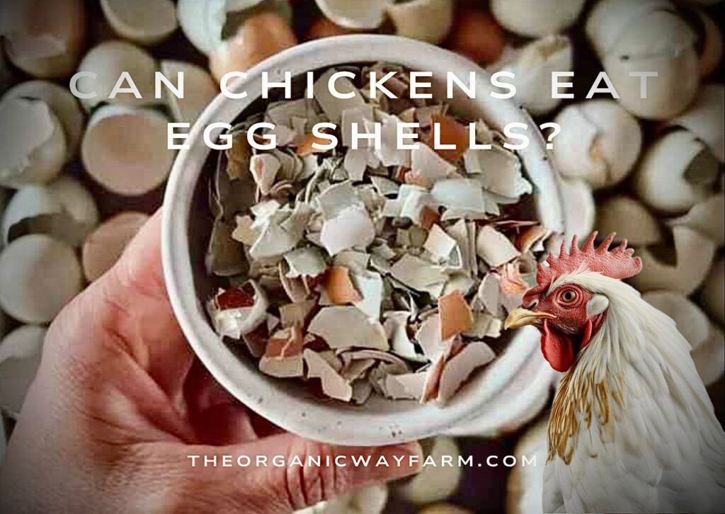 Can Chickens Eat Egg Shells? (Everything To Know)
