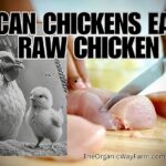 Can Chickens Eat Raw Chicken? (Everything To Know)