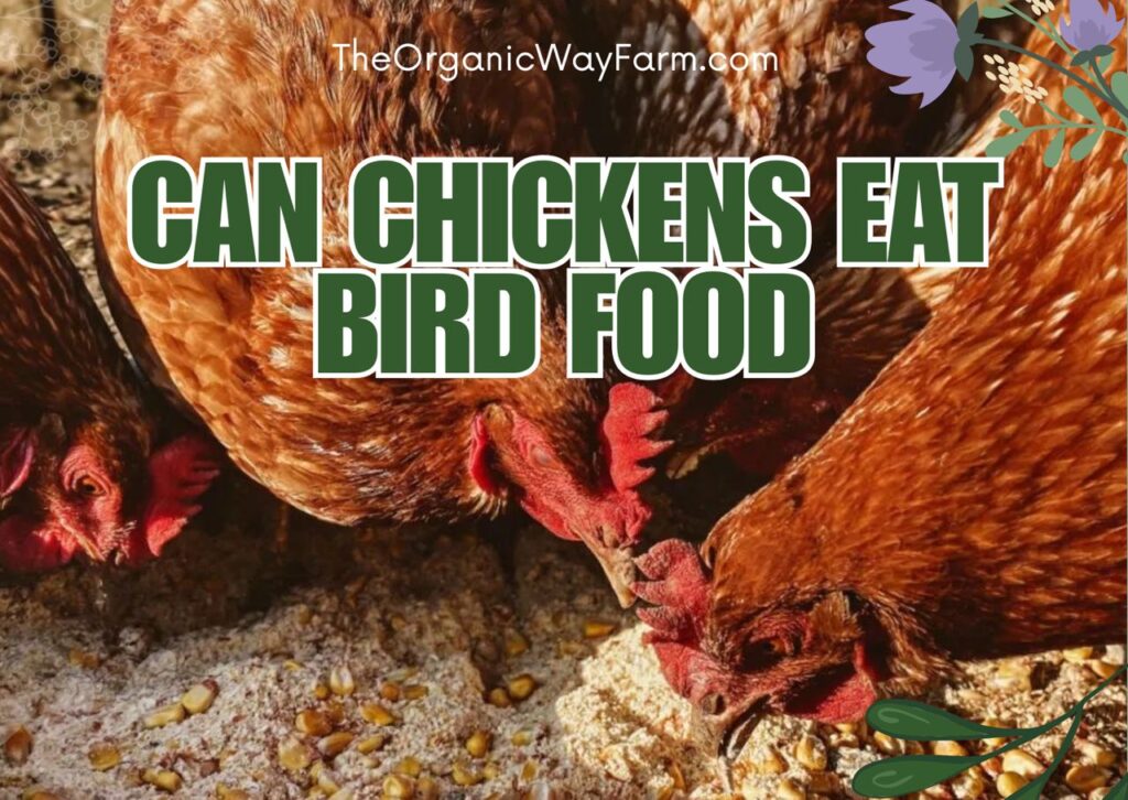 Can Chickens Eat Bird Food? (Everything To Know)