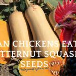Can Chickens Eat Butternut Squash Seeds? (Everything To Know)