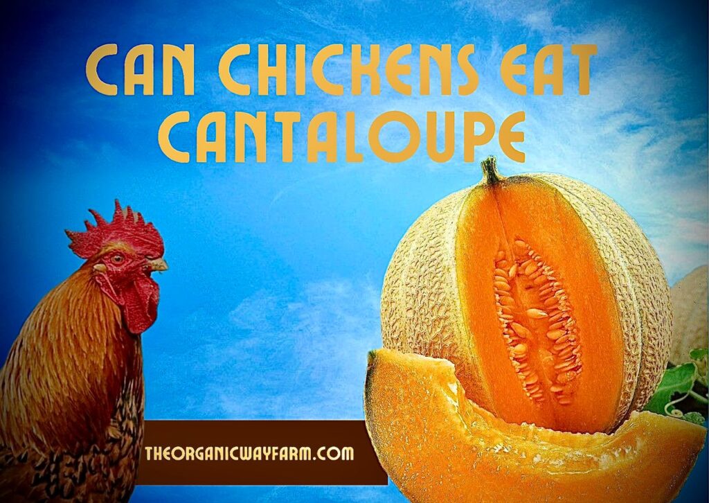 Can Chickens Eat Cantaloupe? (Everything To Know)