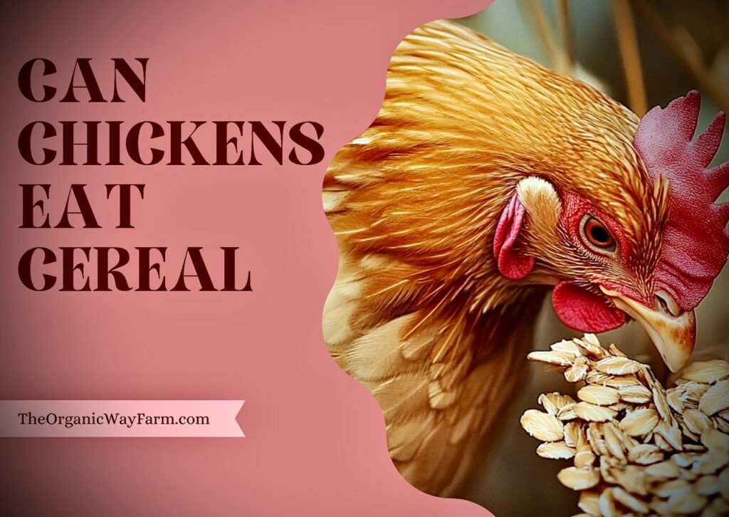 Can Chickens Eat Cereal? (Everything To Know)