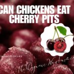Can Chickens Eat Cherry Pits? (Everything To Know)