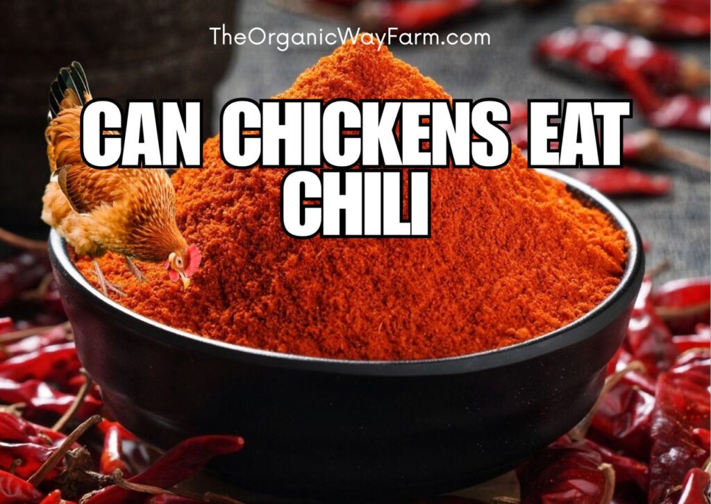 Can Chickens Eat Chili? (Everything To Know)