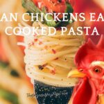 Can Chickens Eat Cooked Pasta? (Everything To Know)