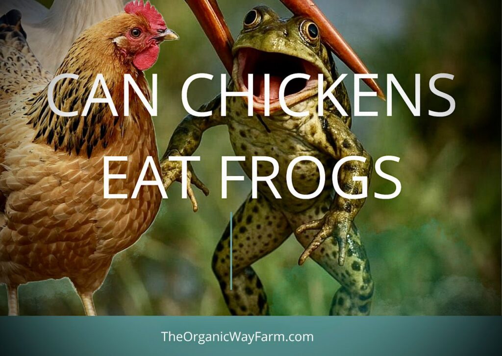 Can Chickens Eat Frogs? (Everything To Know)
