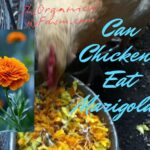 Can Chickens Eat Marigolds? (Everything To Know)