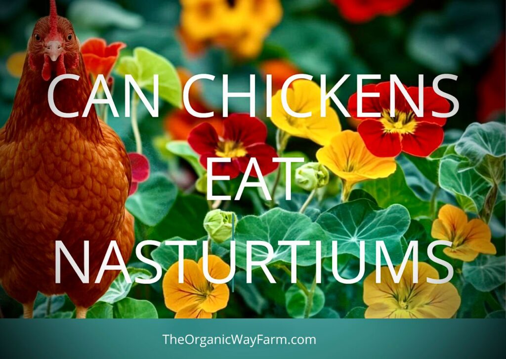 Can Chickens Eat Nasturtiums? (Everything To Know)