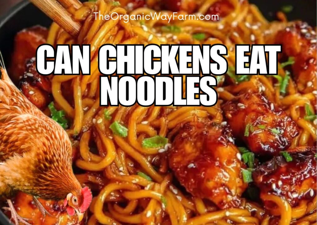 Can Chickens Eat Noodles? (Everything To Know)