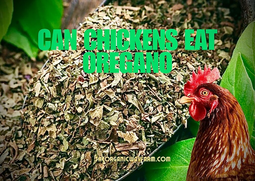 Can Chickens Eat Oregano? (Everything To Know)