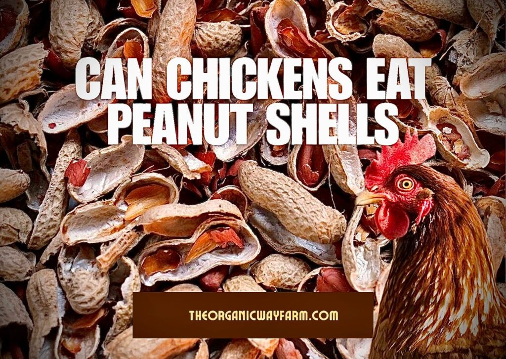 Can Chickens Eat Peanut Shells? (Everything To Know)