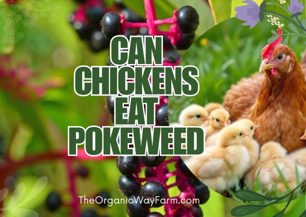 Can Chickens Eat Pokeweed? (Everything To Know)